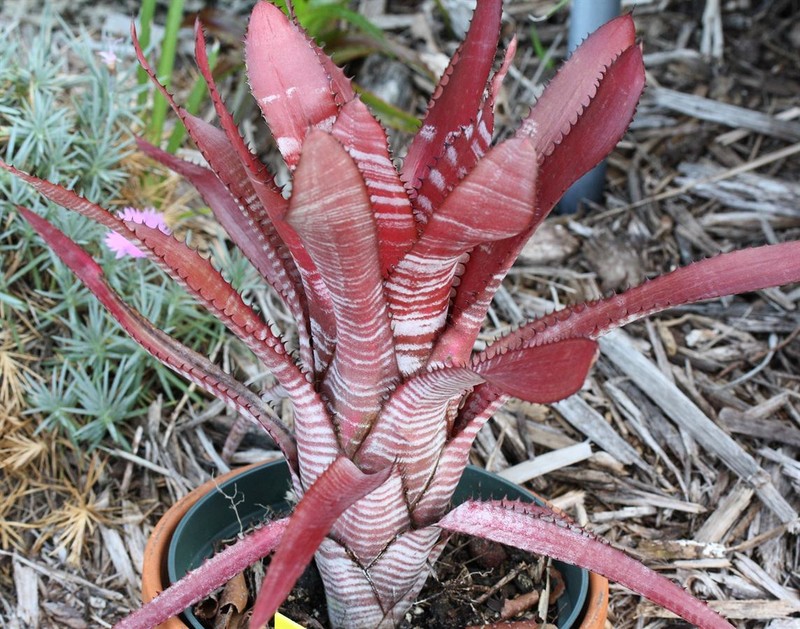 Aechmea phanerophlebia