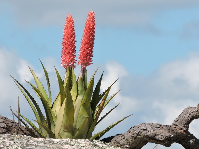 Aechmea phanerophlebia photo 2