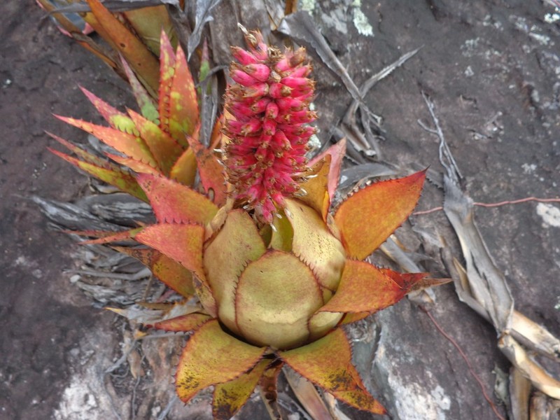 Aechmea phanerophlebia photo 3