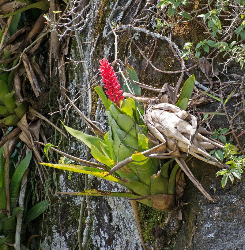 Aechmea phanerophlebia photo 4