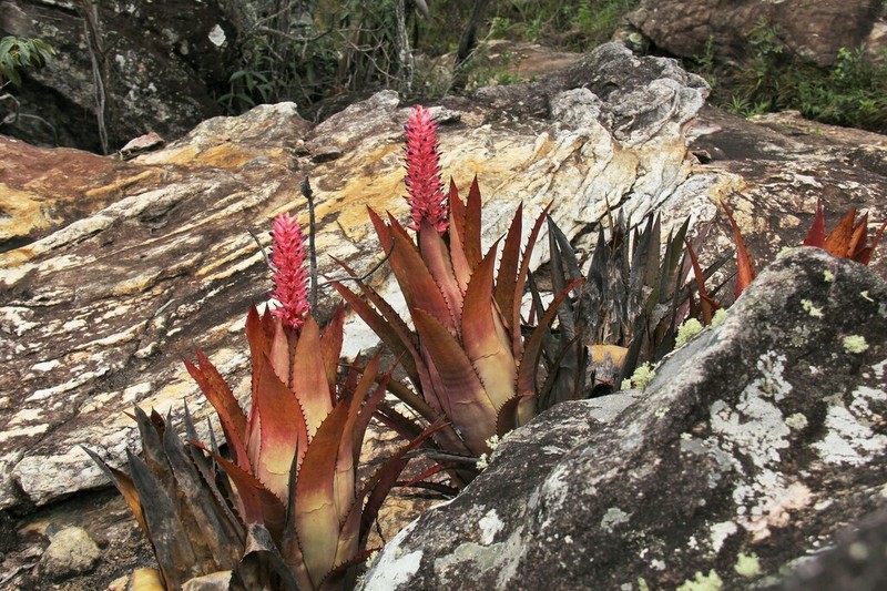 Aechmea phanerophlebia photo 5