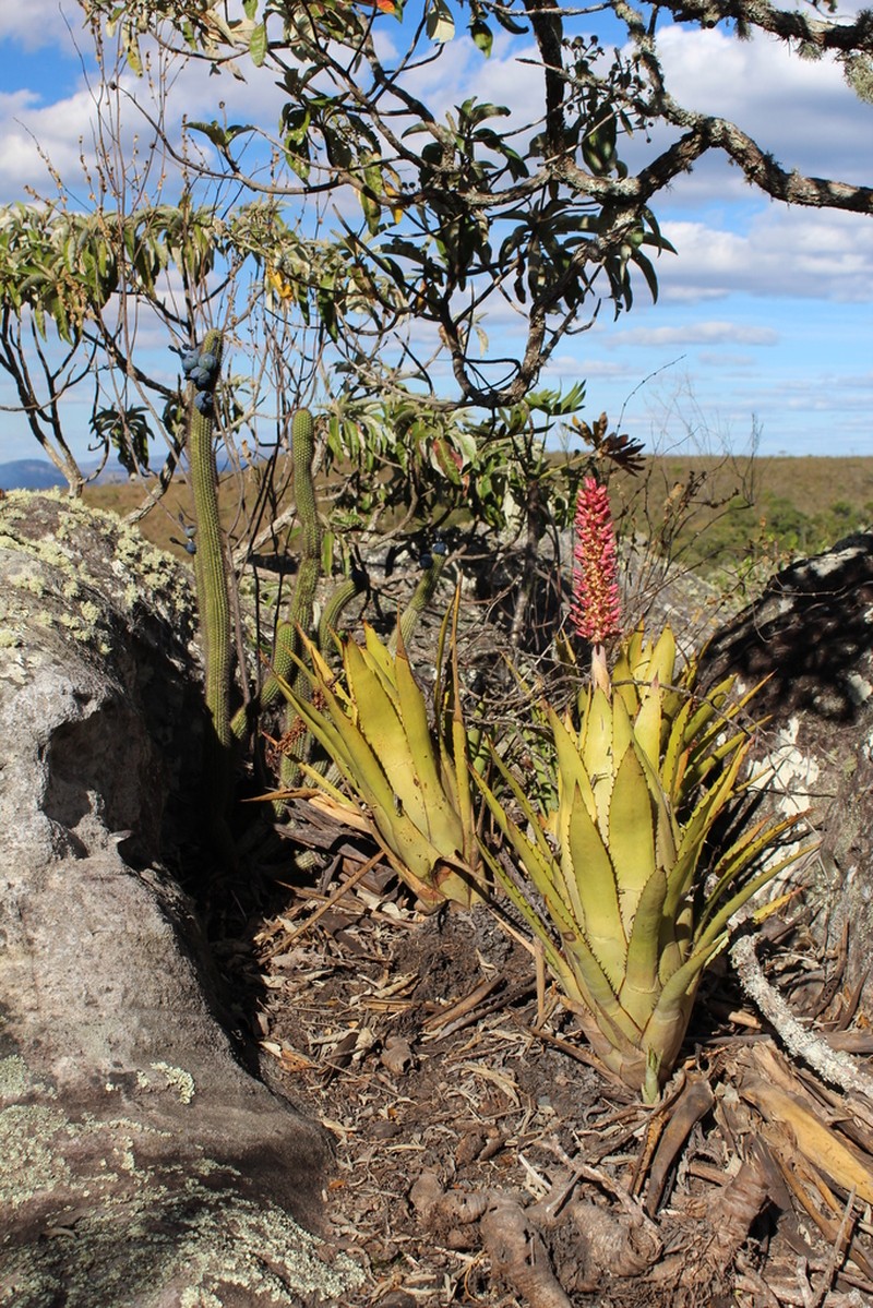 Aechmea phanerophlebia photo 6
