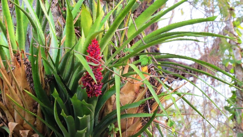 Aechmea phanerophlebia photo 7