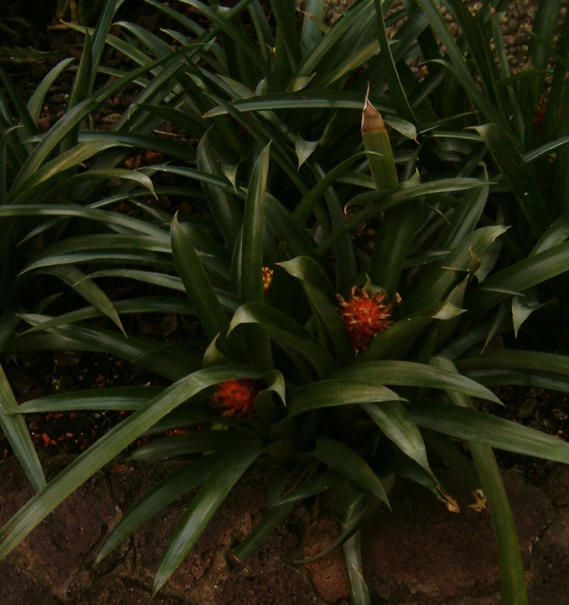Aechmea pimenti-velosoi