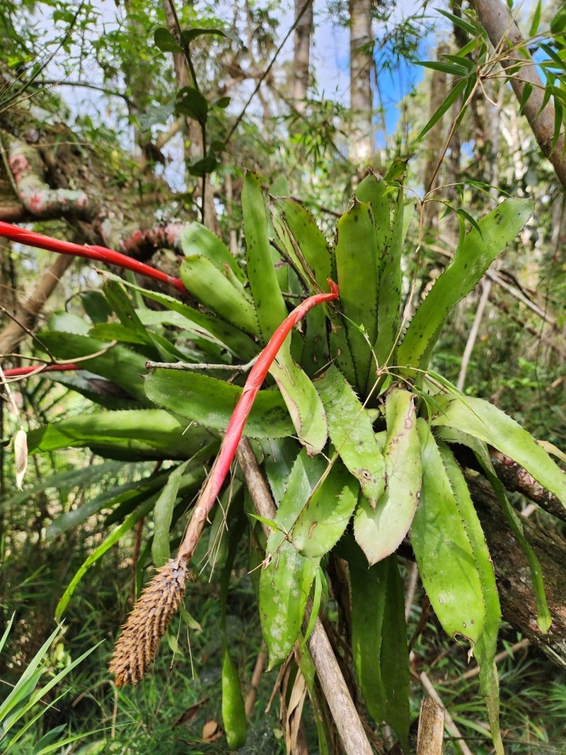 Aechmea pineliana photo 2