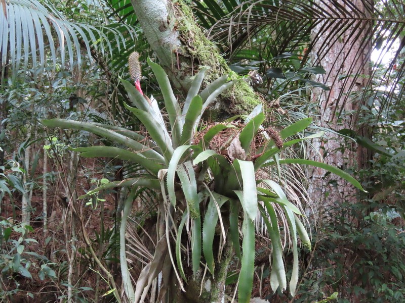 Aechmea pineliana photo 3