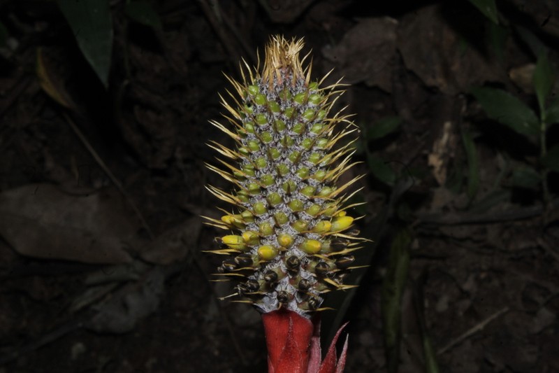 Aechmea pineliana photo 4
