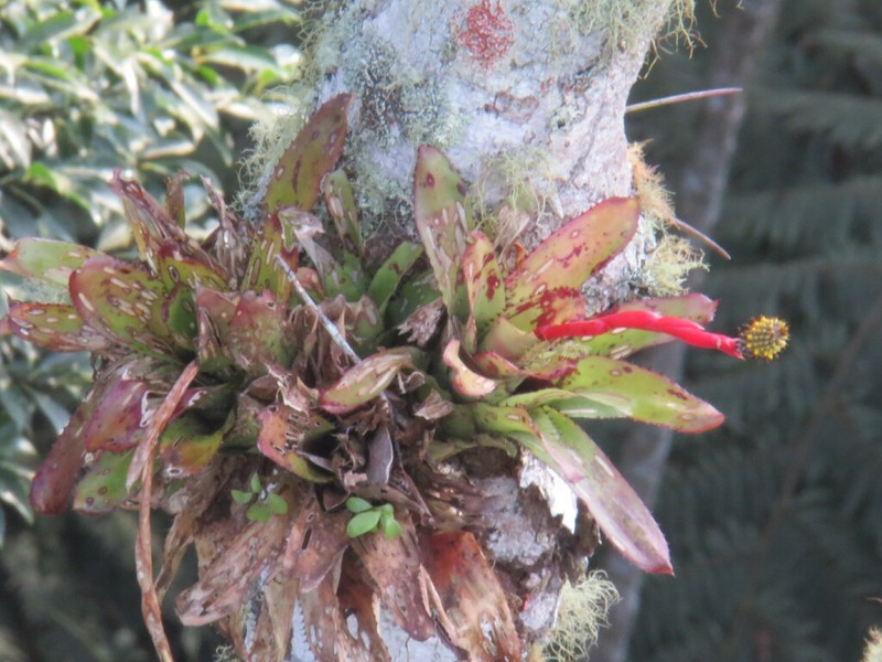 Aechmea pineliana photo 5
