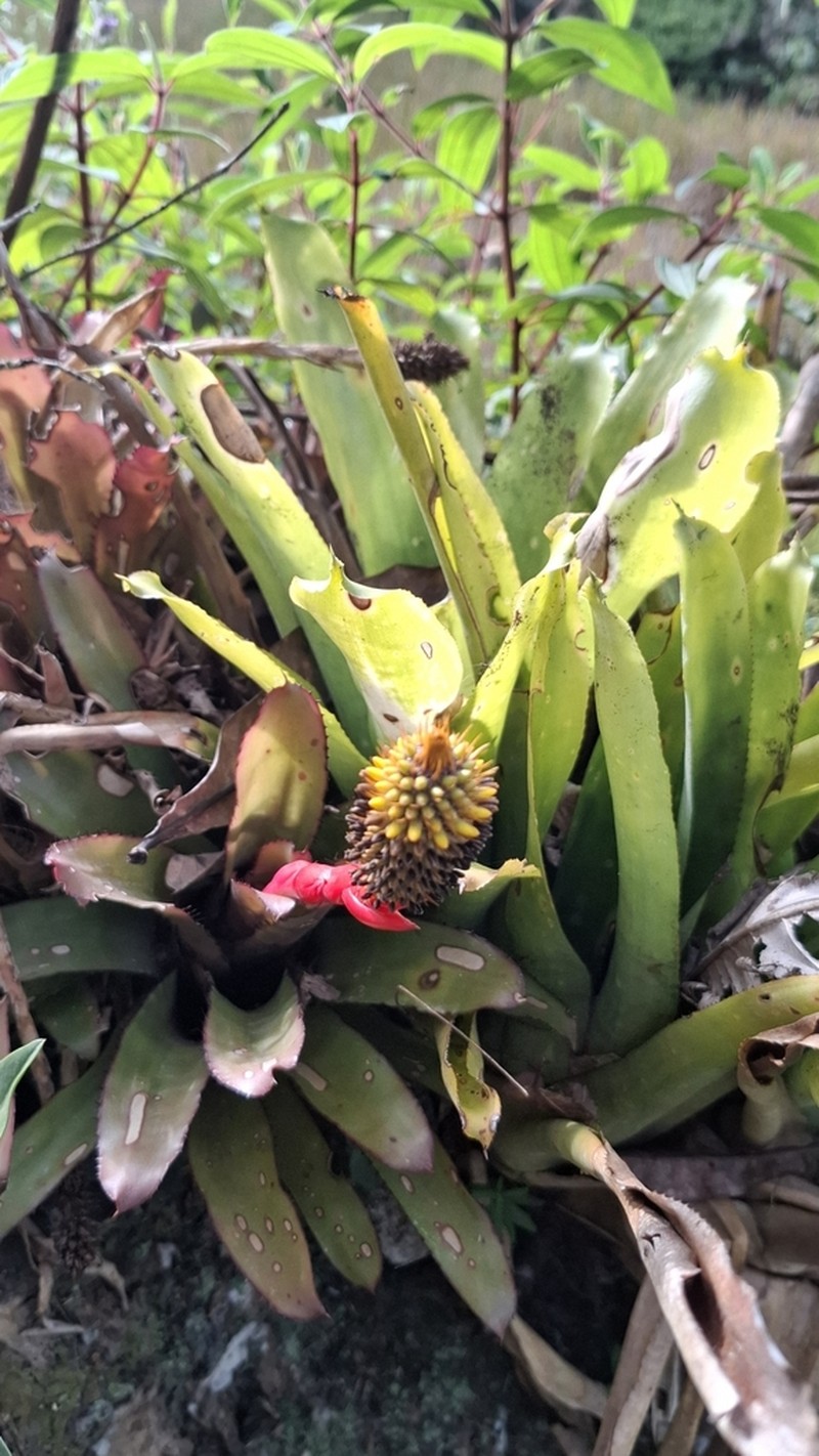 Aechmea pineliana photo 6