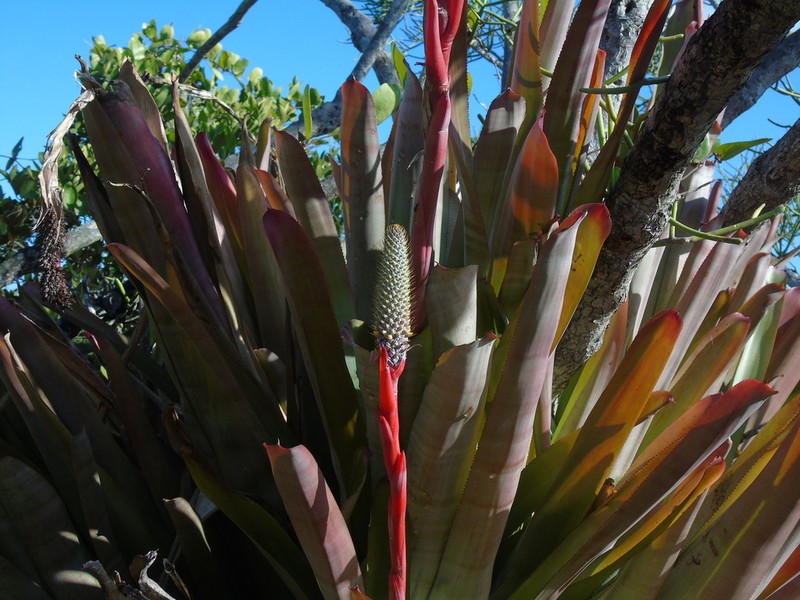 Aechmea pineliana photo 7