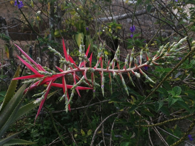 Aechmea pittieri photo 2