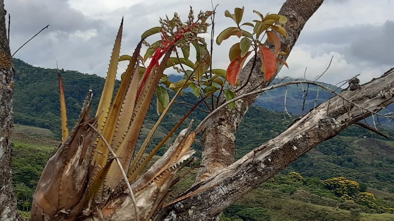 Aechmea pittieri photo 3