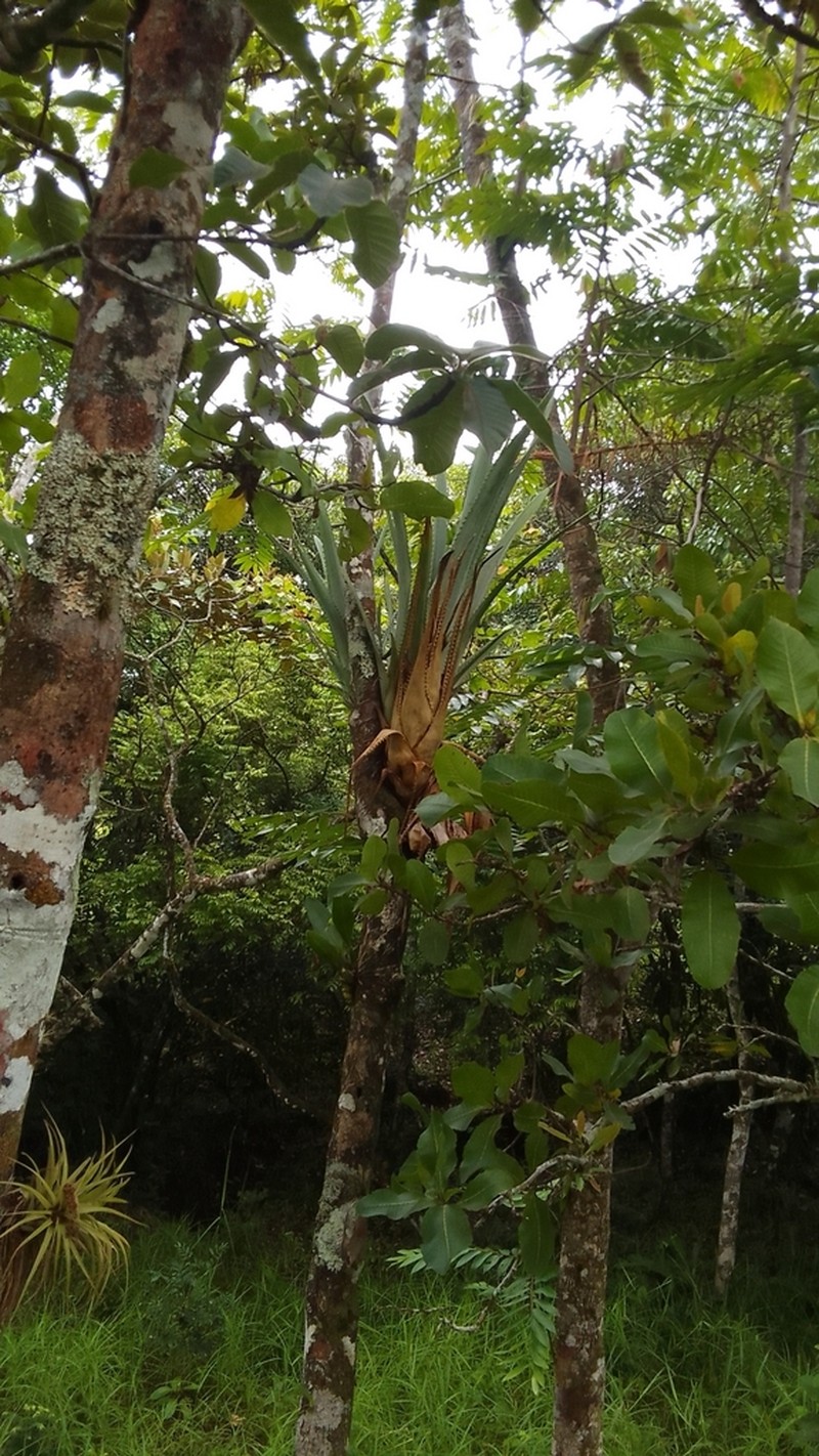 Aechmea pittieri photo 4