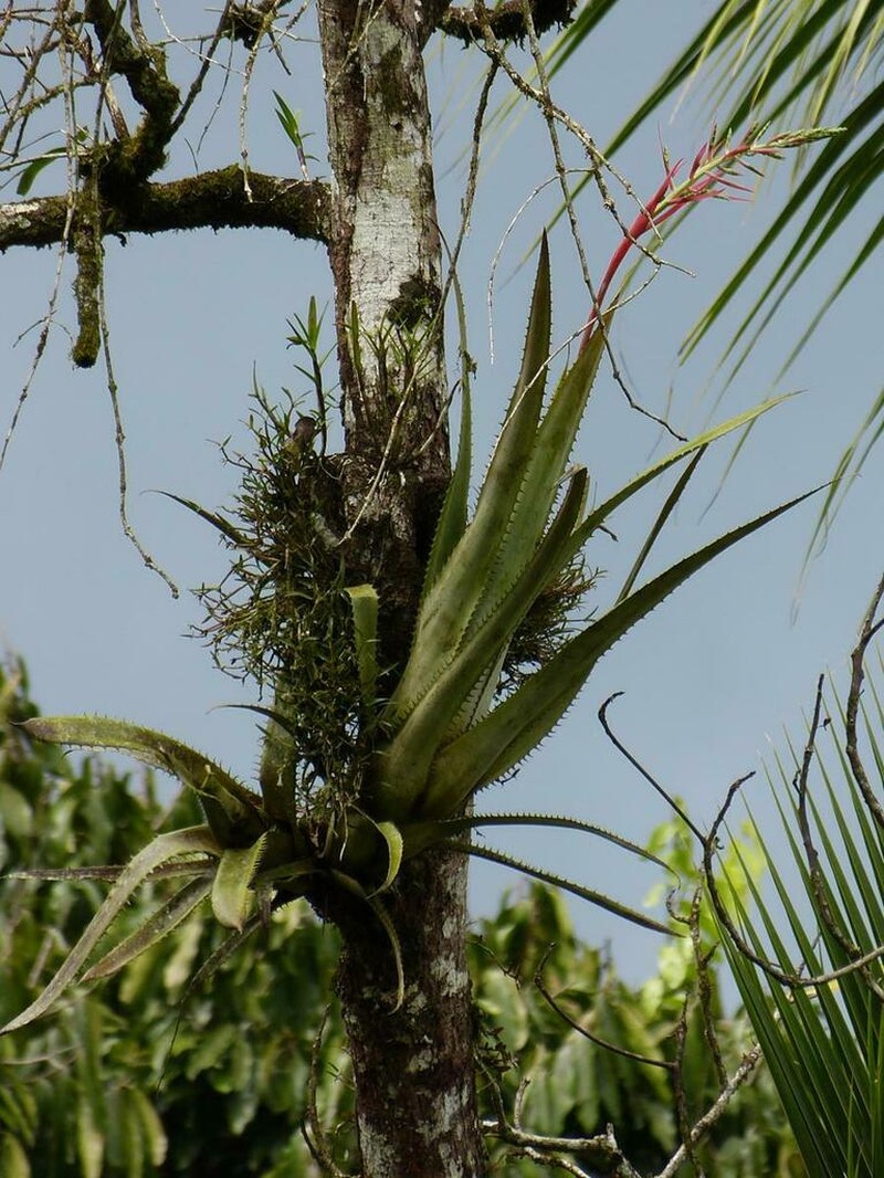 Aechmea pittieri photo 5