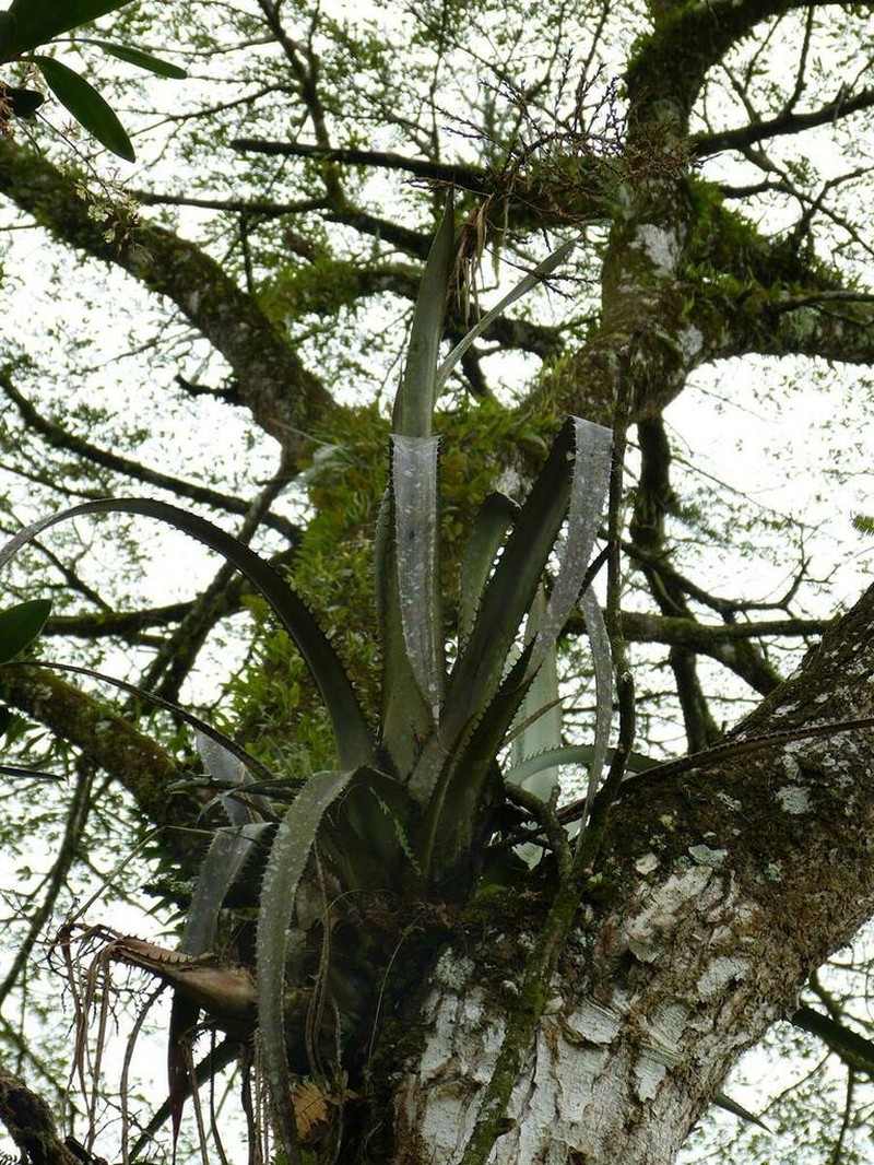 Aechmea pittieri photo 6