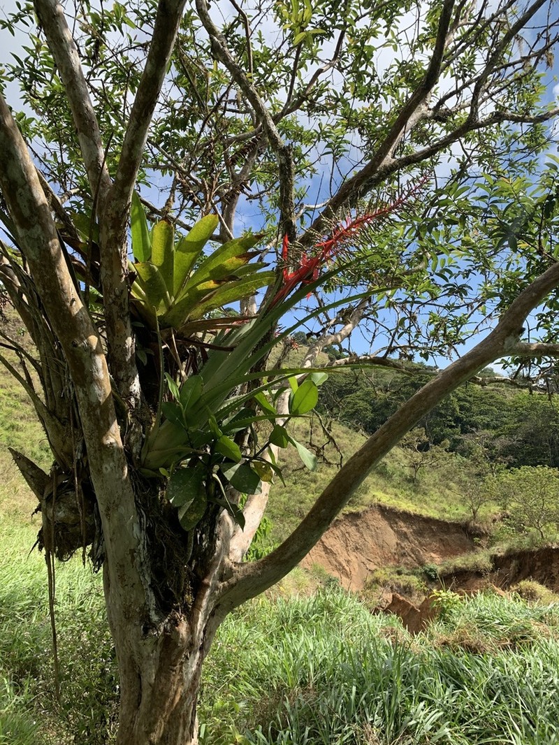Aechmea pittieri photo 7