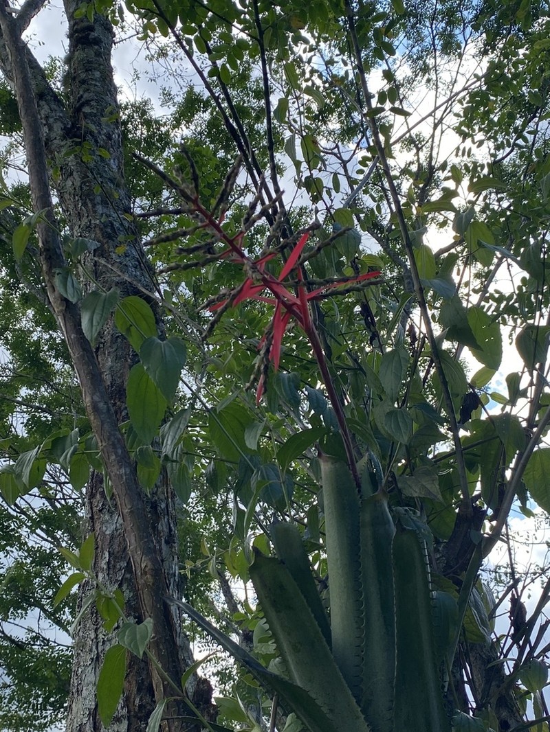 Aechmea pittieri photo 8