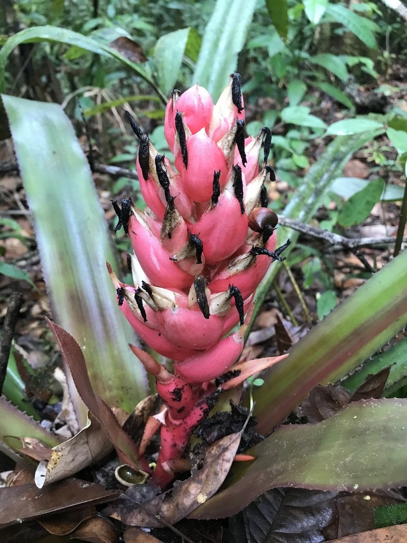 Aechmea poitaei photo 2