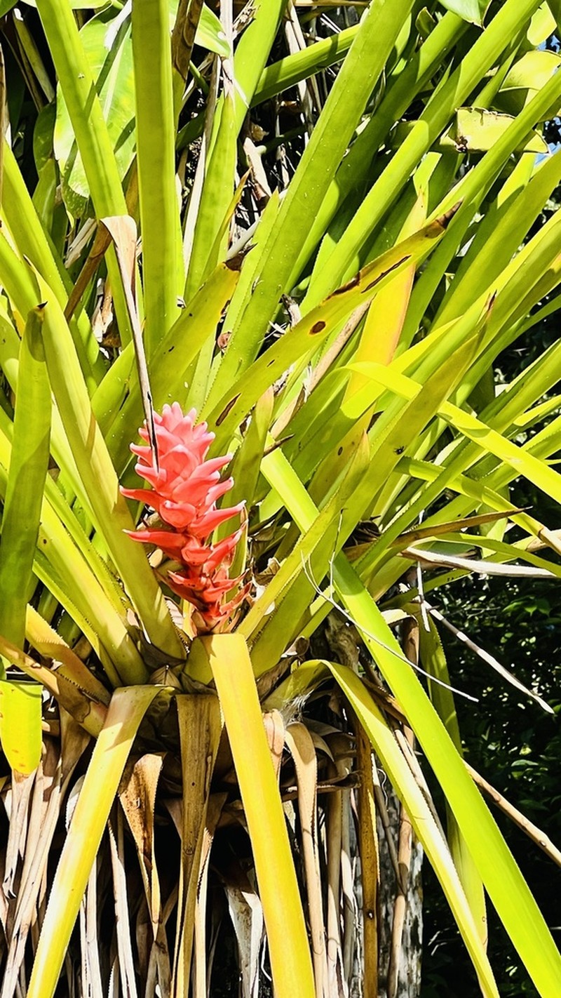 Aechmea poitaei photo 3
