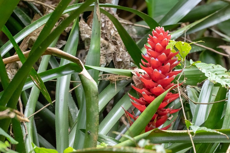 Aechmea poitaei photo 4