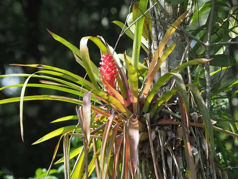 Aechmea poitaei photo 5