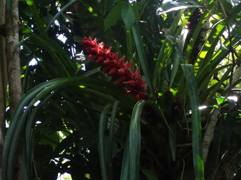 Aechmea poitaei photo 6