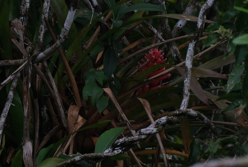Aechmea poitaei photo 7