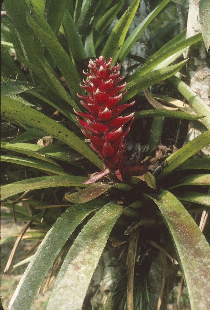 Aechmea poitaei photo 8