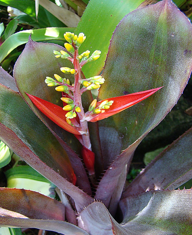 Aechmea politii