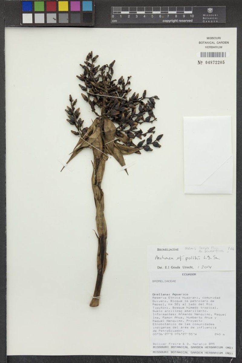 Aechmea politii photo 3