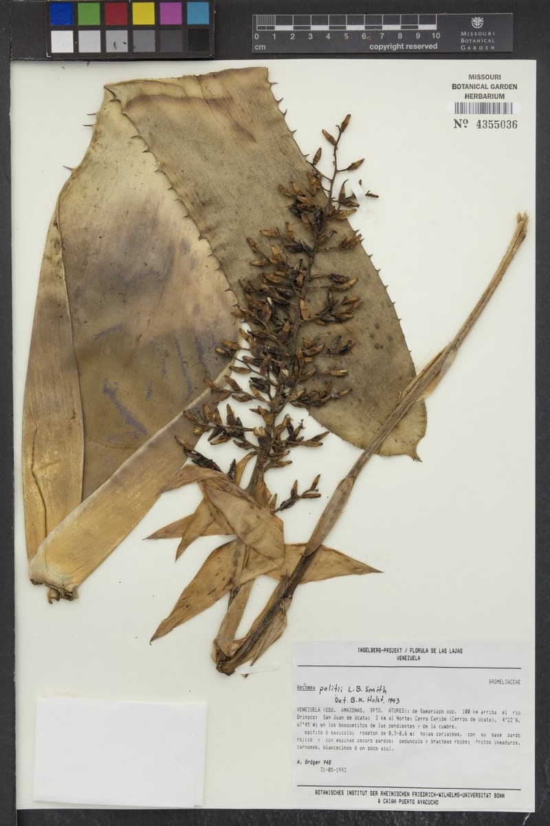 Aechmea politii photo 5