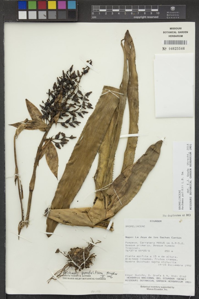 Aechmea politii photo 6
