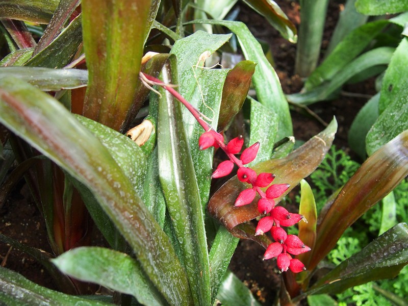 Aechmea polyantha