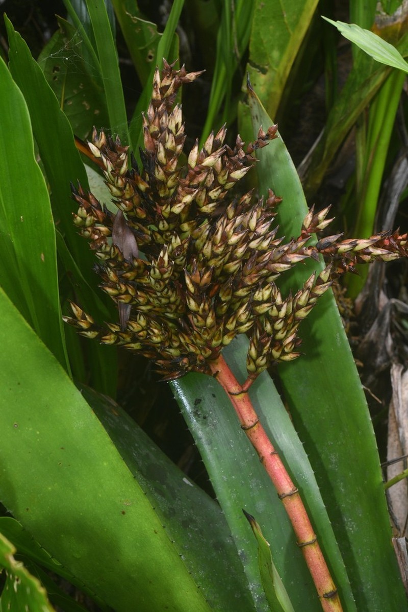 Aechmea polyantha photo 3