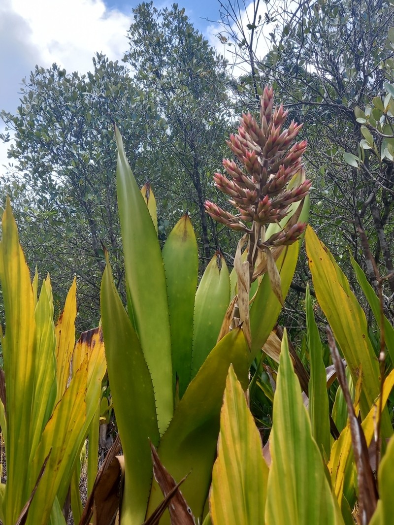 Aechmea polyantha photo 4