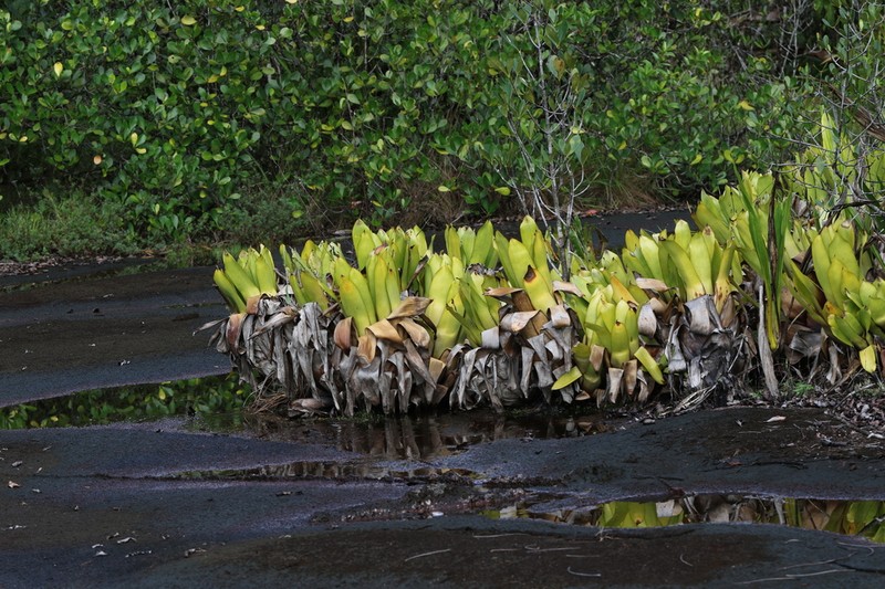 Aechmea polyantha photo 5