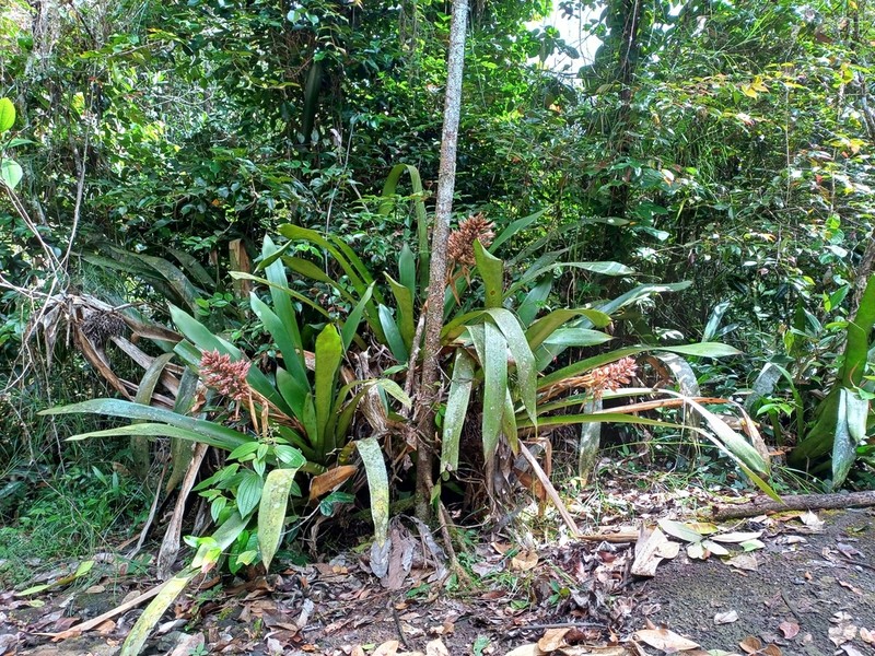 Aechmea polyantha photo 6