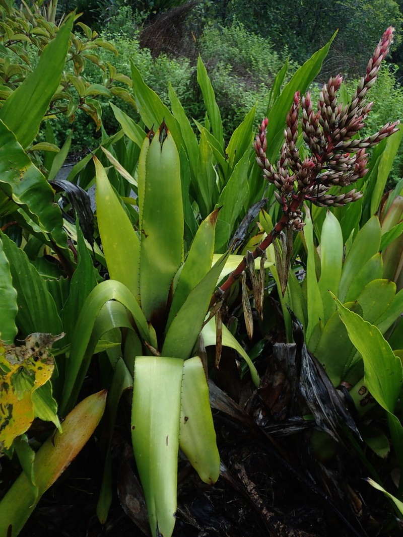 Aechmea polyantha photo 7