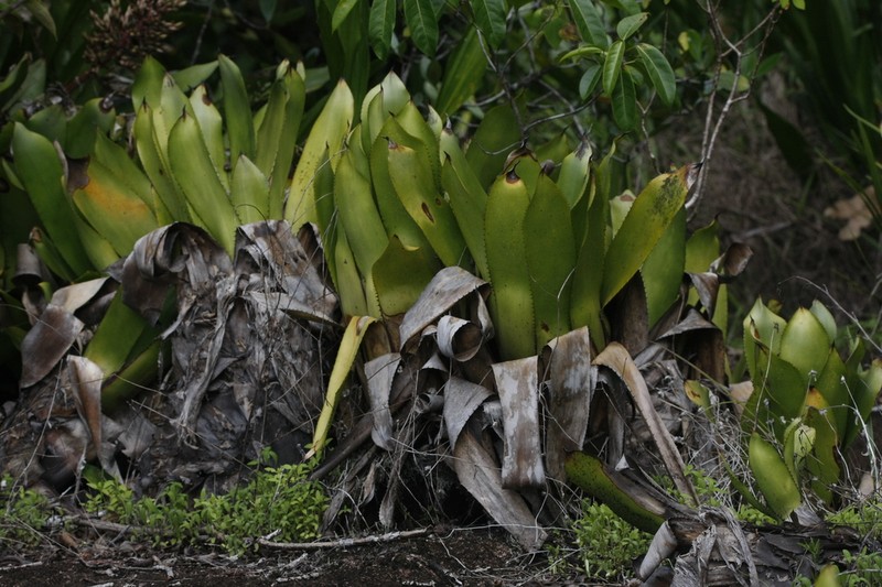 Aechmea polyantha photo 8