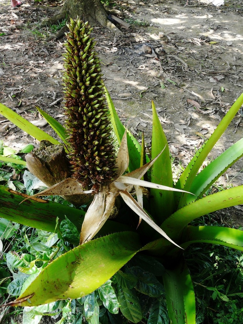 Aechmea prancei