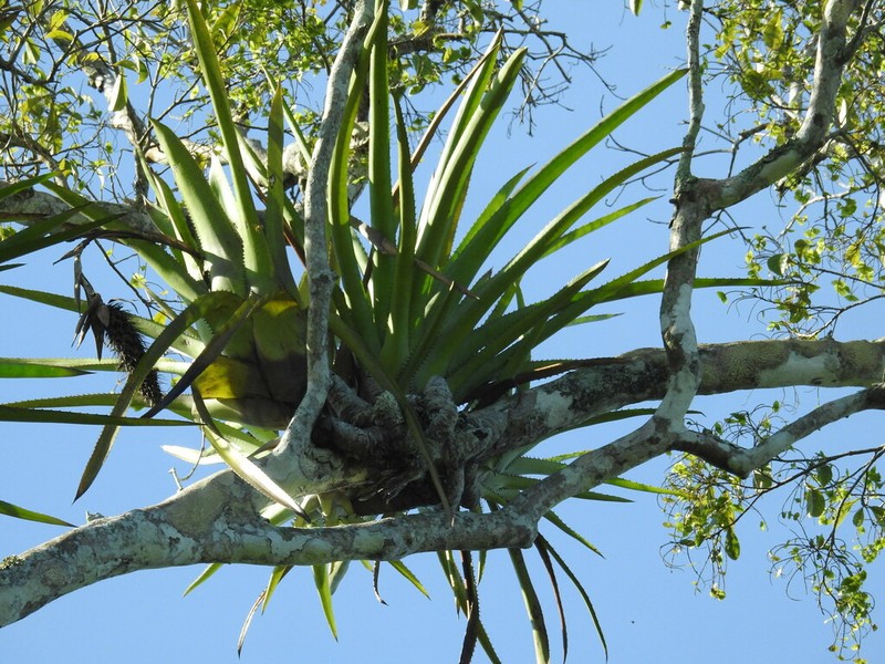 Aechmea prancei photo 2