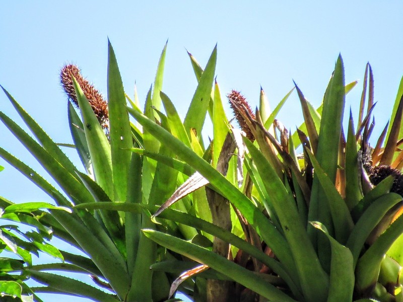 Aechmea prancei photo 3