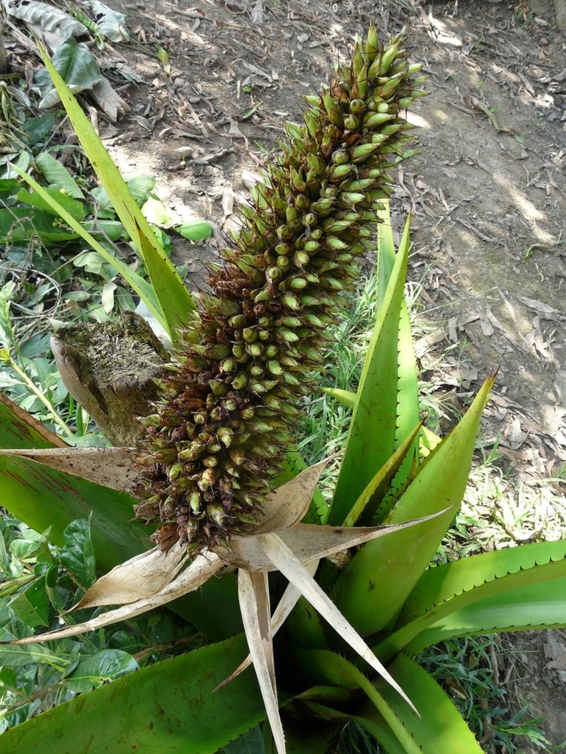 Aechmea prancei photo 4