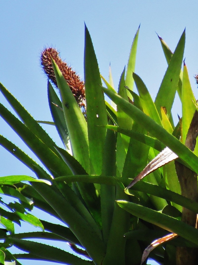 Aechmea prancei photo 5