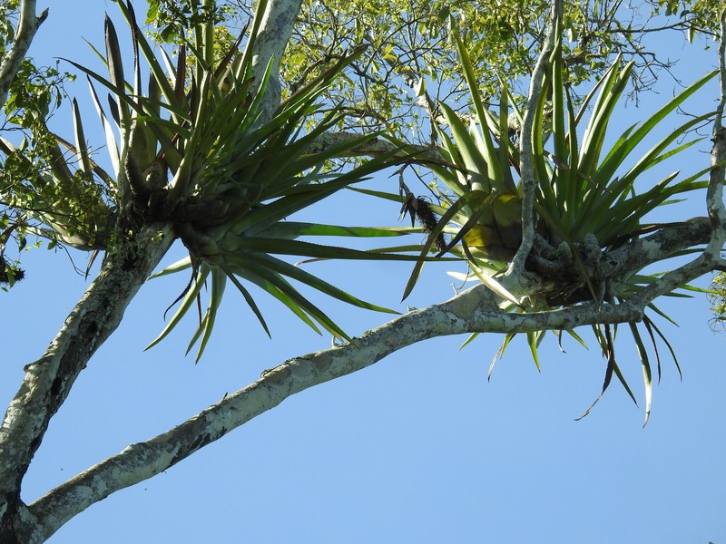 Aechmea prancei photo 6