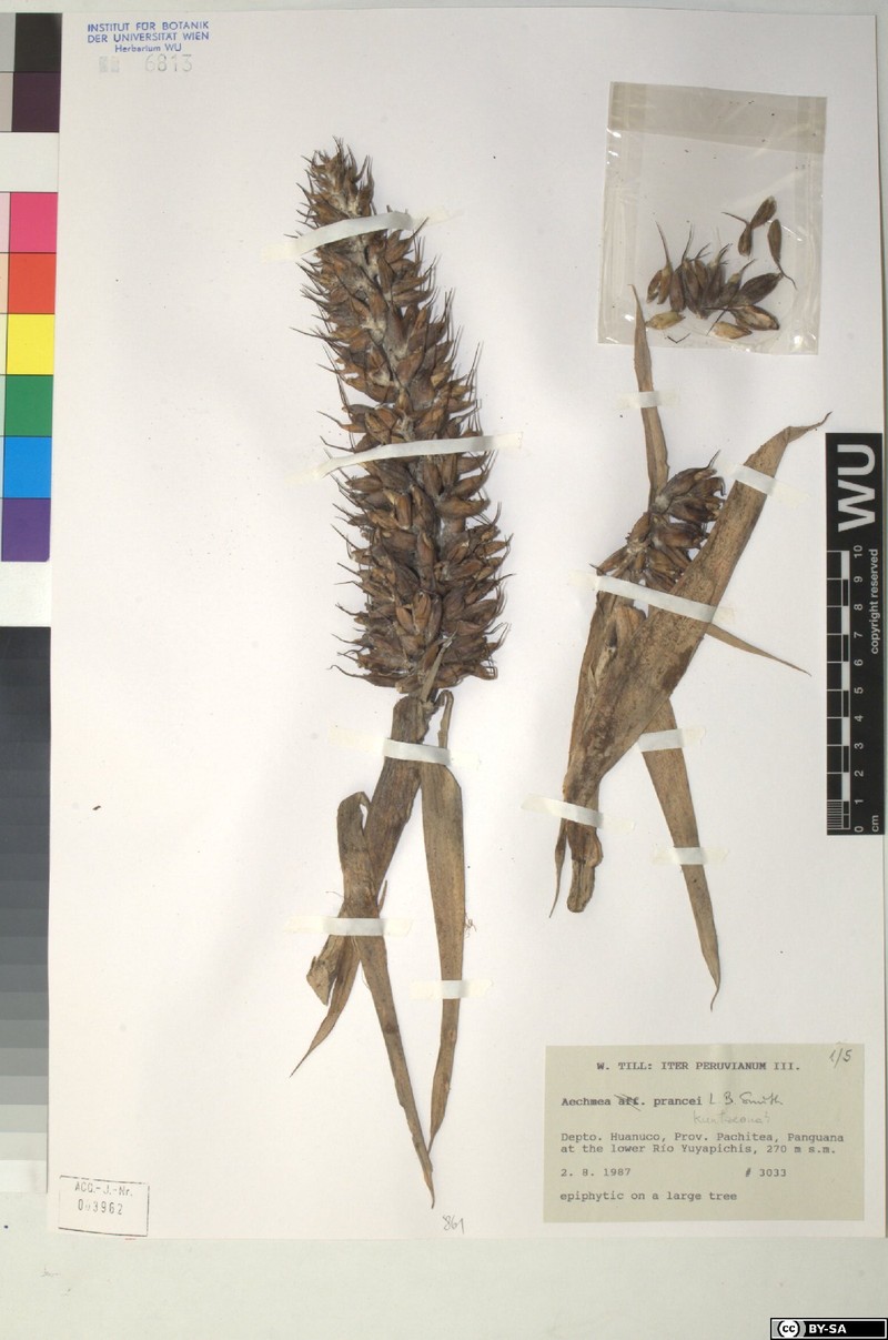 Aechmea prancei photo 7