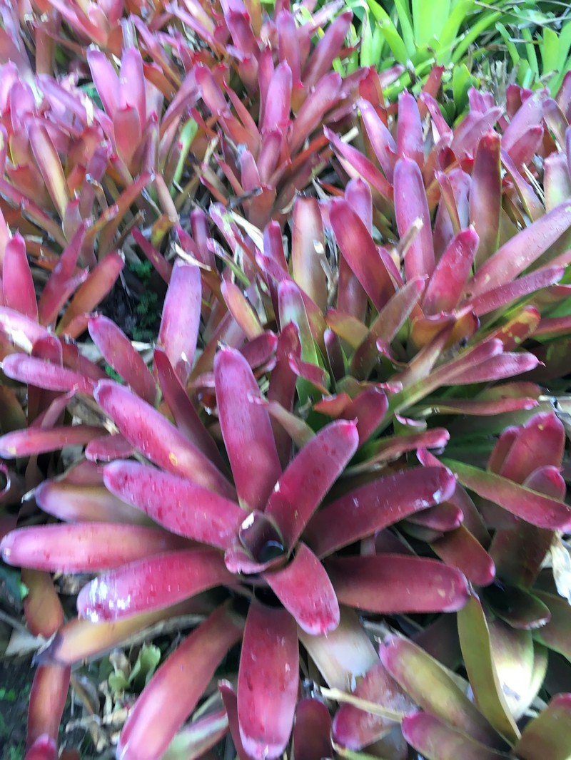 Aechmea pseudonudicaulis photo 2