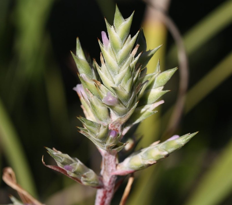 Aechmea pubescens