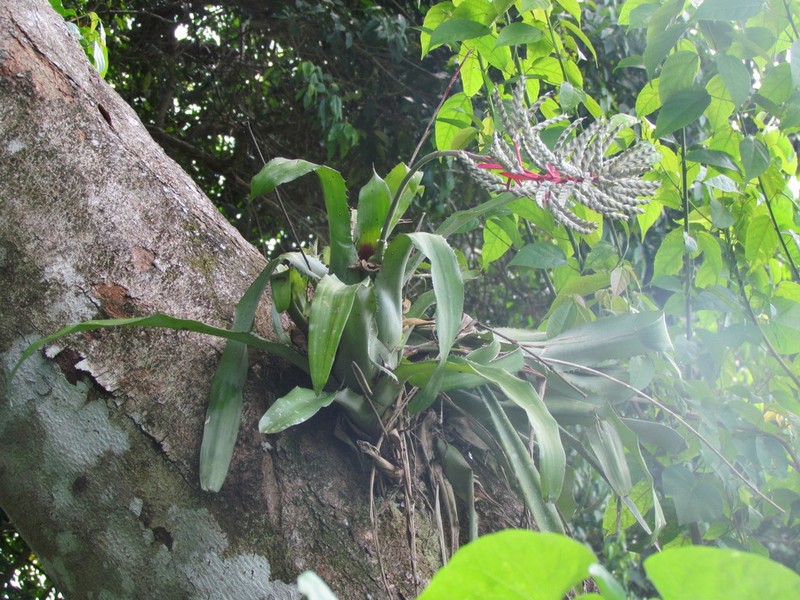 Aechmea pubescens photo 2