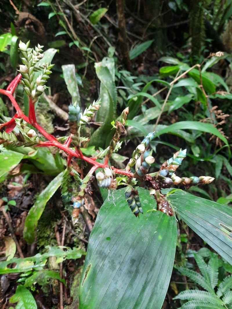 Aechmea pubescens photo 3
